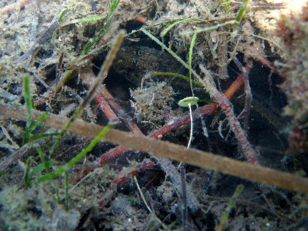 Zostera marina, Zostera noltei o Cymodocea nodosa?